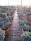 Preview: Juniperus squamata Meyerii Formschnitt - Blauzeder-Wacholder - 80-100