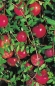 Preview: Vaccinium macrocarpon Cranberry (30-40 cm) - Moosbeere (Kranbeere, Kranichbeere)