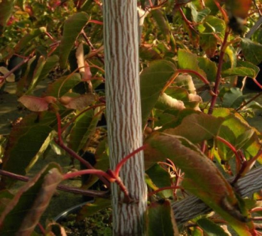 Acer davidii Serpentine - Streifenahorn