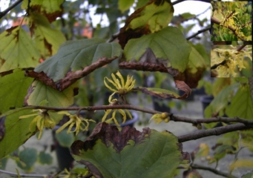 Hamamelis virginiana  - Herbstblühende Zaubernuß - 40-60