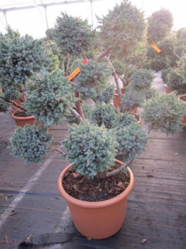 Juniperus squamata Meyerii Formschnitt - Blauzeder-Wacholder - 80-100