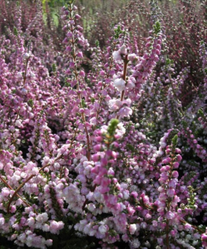 Calluna vulgaris Annabel - Sommerheide Annabel - Besenheide - hellrosa gefüllte Blüte -  15-20