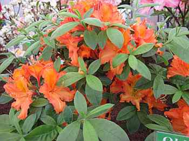 Rhododendron luteum "Apricot" 25-30