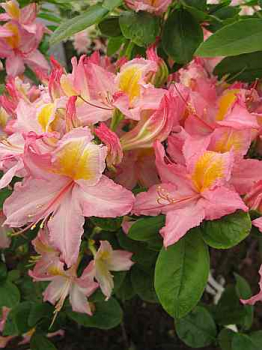 Rhododendron luteum "Bonny" 25-30