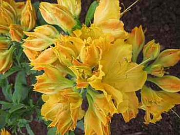 Rhododendron luteum "Friesia" 25-30