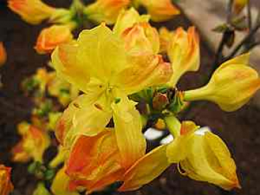 Rhododendron luteum "Glühlicht" 25-30