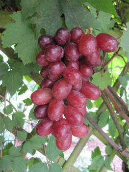 vitis vinifera rhea