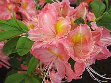 Rhododendron luteum Margitta - sommergrüne Azalee Margitta - Azalea pontica/flavum - 25-30