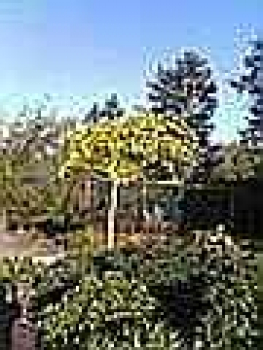 Ginkgo biloba 'Umbrella' - Faechrblattbaum - Elefantenohrbaum - Entenfußbau