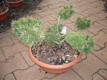 Pinus mugo 'Humpy' Bonsai (25-30 cm) Zwergkiefer-Bonsai (Latsche-, Legföhre-, Krüppelkiefer)