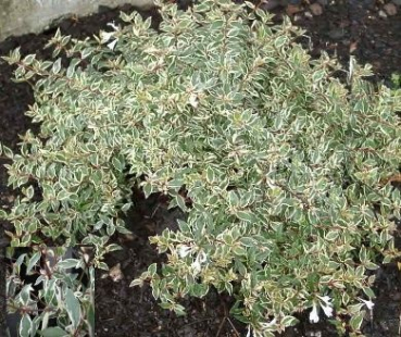 Abelia grandiflora "Confetti" (30-40 cm) Abelie