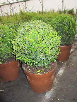 Buxus sempervirens arborescens Kugel (25-30 cm) - Formschnittgehölz Buchsbaum-Kugel