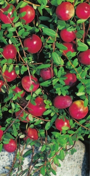 Vaccinium macrocarpon Cranberry (30-40 cm) - Moosbeere (Kranbeere, Kranichbeere)