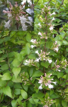 Abelia mosanensis (30-40 cm) Koreanische Abelie