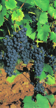 vitis vinifera regent