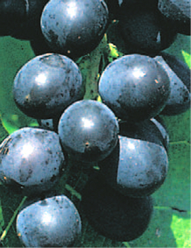 Weintrauben Muscat bleu