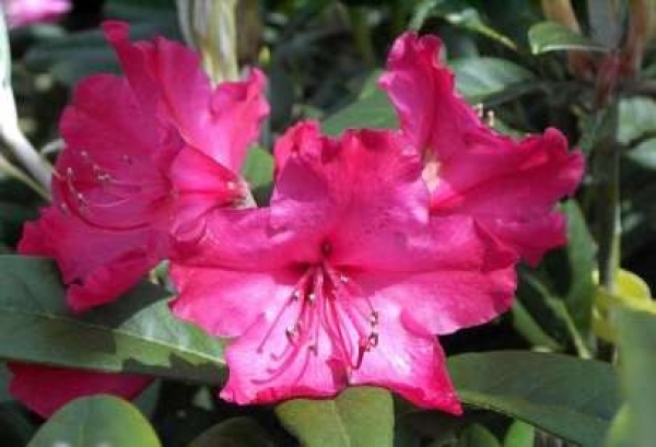 Rhododendron yakushimanum "Weinlese" (25-30cm)