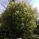 Amelanchier rotundifolia Helvetica - Felsenbirne -