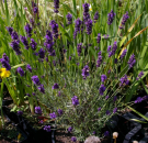 Lavandula angustifolia Hidcote Blue - Garten-Lavendel -