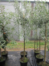 Pyrus salicifolia Pendula  - Weidenblättrige Birne - 100-150