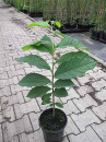 Asimina triloba Sunflower - Indianerbanane Paupau (Pawpaw) - selbstfruchtend 80-100cm