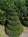 Buxus sempervirens arborescens 'Schnecke' (130 cm) - Formschnitt-Buchsbaum Schnecke/Spirale