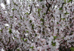 Prunus tomentosa 'Orient' (60-100 cm) - japanische Zierkirsche (Filzkirsche)
