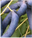 Decaisnea fargesii - Blaugurkenbaum (Blauschote)
