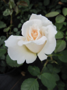 Rosa Renaissance Rose Helena® Strauchrose - zartes Rosa
