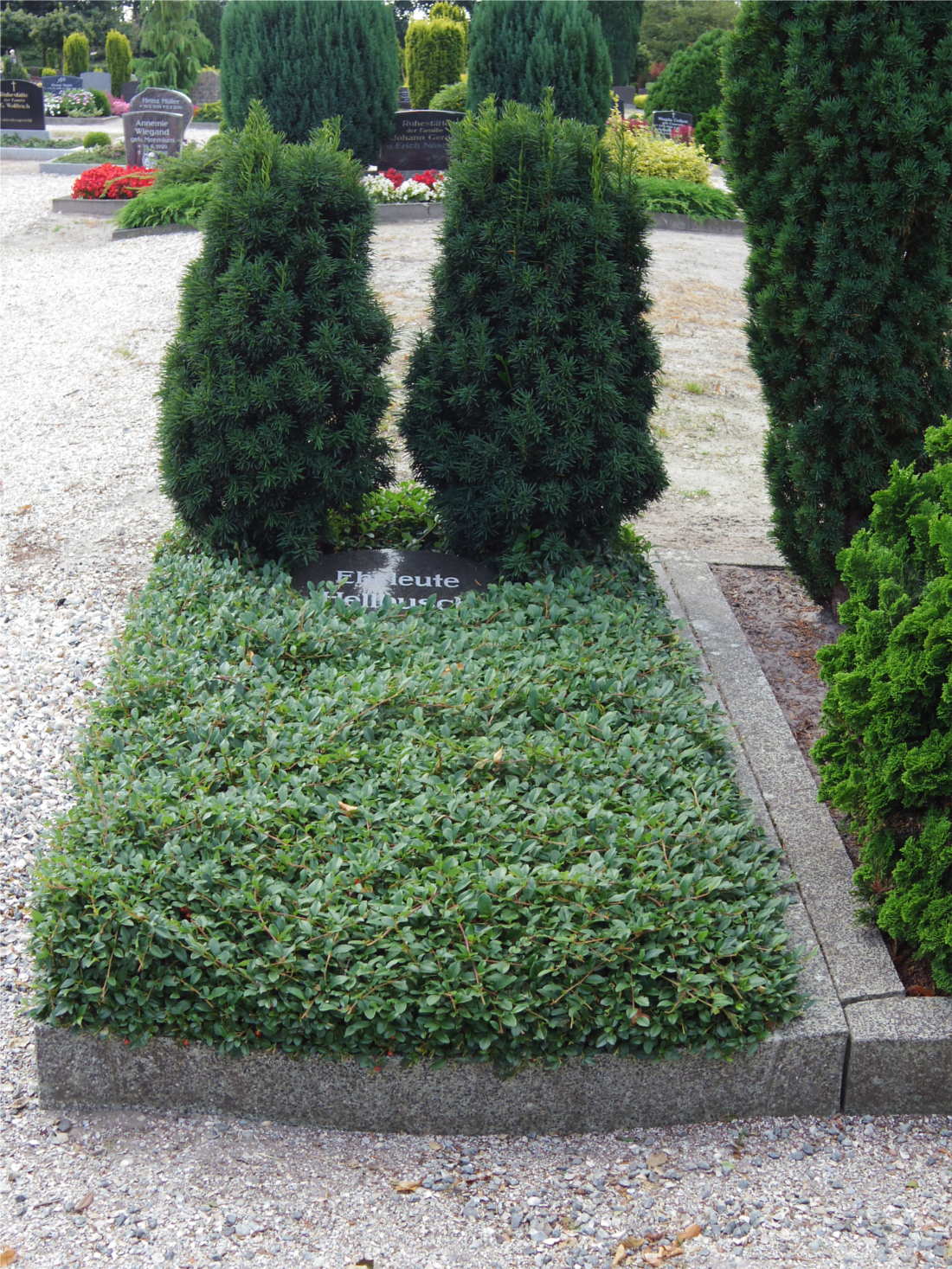 Cotoneaster als pflegeleichte Grabbepflanzung