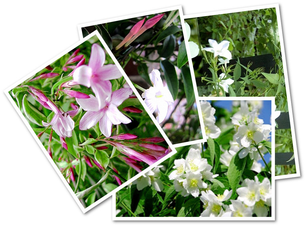 Duft-Jasmin als schnellwachsenden Sichtschutz für Balkon und Pergola - eine ideale blühende Kletterpflanze