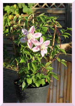 Clematis mit Klettergerüst aus Tonkin-Stäben im Set