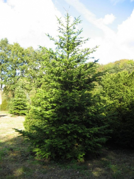 Nordmanntannen