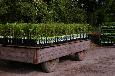 Sichere Verpackung beim Versand von Pflanzen - Transport