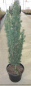 Preview: Taxus baccata Pirat