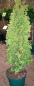 Preview: Thuja occidentalis Degroots Spire