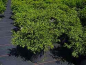 Preview: Chamaecyparis obtusa Coralliformis