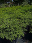 Preview: Korallenzypresse Coralliformis