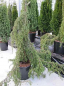 Preview: Juniperus communis Horstmann Pendula - Igel-Wacholder -  100-125