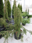 Preview: Juniperus communis Horstmann Pendula - Igel-Wacholder -  100-125