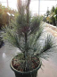Preview: Pinus monticola  Ammerland - Ammerland Kiefer -  40-60