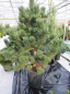 Preview: Pinus nigra  Oregon Green - Österreichische Schwarzkiefer -  125-150