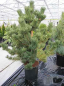 Preview: Pinus nigra  Oregon Green - Österreichische Schwarzkiefer -  125-150