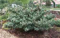 Preview: Pinus parviflora Pentaphylla Glauca 1