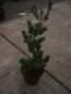 Preview: Pinus parviflora Pentaphylla Glauca 2