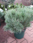 Preview: Pinus sylvestris Martham  - Waldkiefer - 30-40