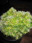 Preview: Abies koreana Kohouts Hexe