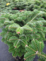 Preview: Abies nordmanniana Dobrichovice