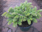 Preview: Abies veitchii Heddergott