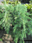 Preview: Cedrus deodara Feelin Blue